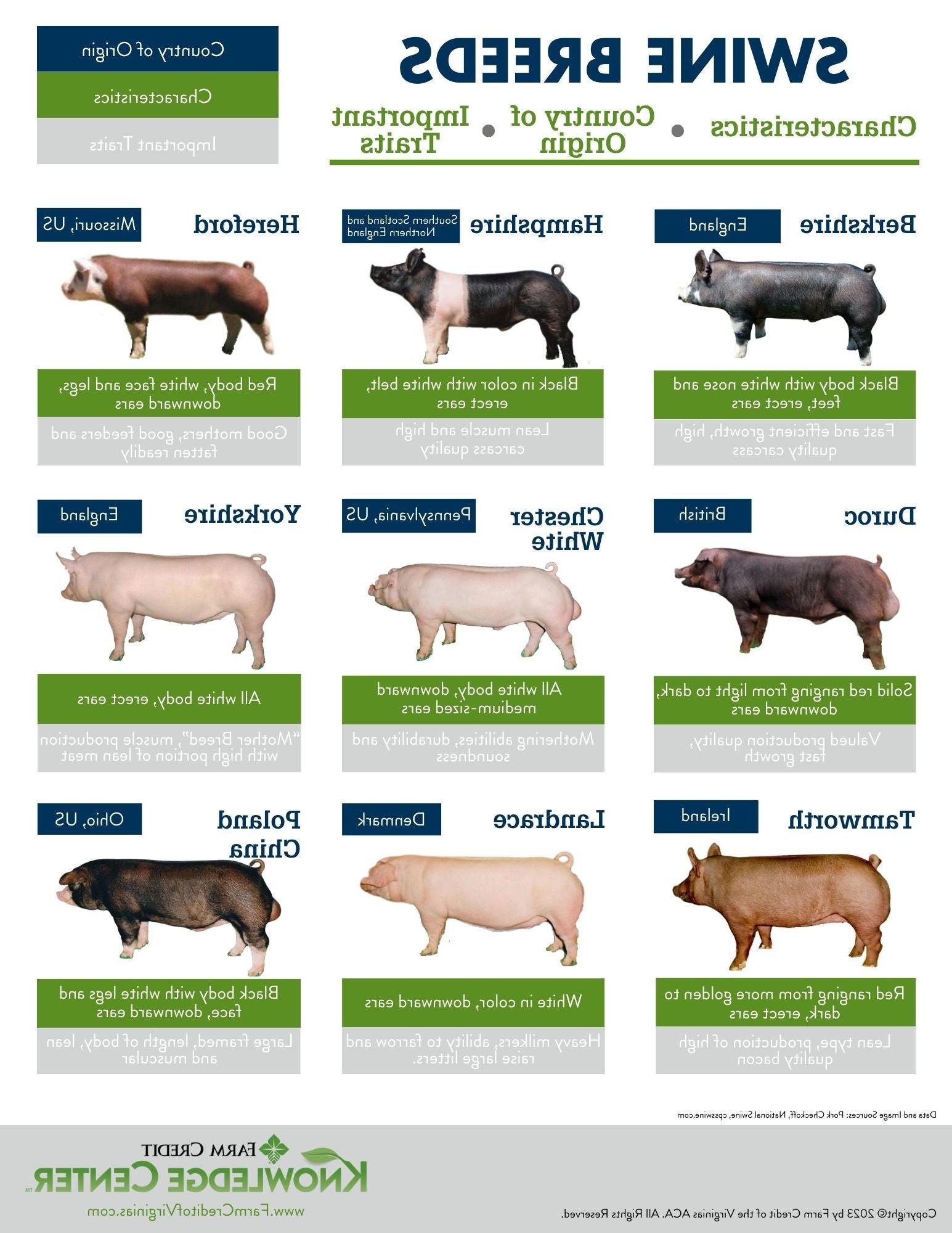 swine breeds infographic